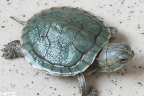 烏龜吃什么 雜食性動(dòng)物 烏龜吃什么 雜食性動(dòng)物