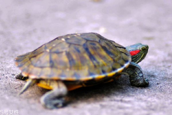 烏龜吃什么 雜食性動(dòng)物 烏龜吃什么 雜食性動(dòng)物