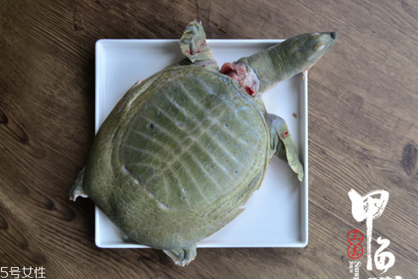 甲魚有寄生蟲嗎 一般都有 甲魚有寄生蟲嗎 一般都有