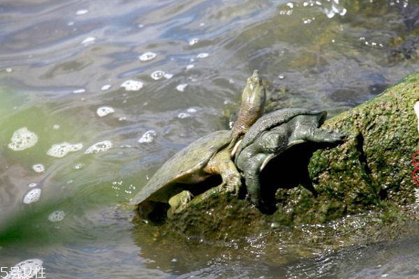 甲魚對身體有什么好處 好處多多 甲魚對身體有什么好處 好處多多