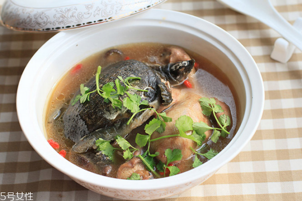 甲魚對身體有什么好處 好處多多 甲魚對身體有什么好處 好處多多