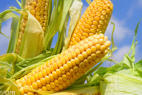 玉米為什么長(zhǎng)胡須 它是玉米的花 玉米為什么長(zhǎng)胡須 它是玉米的花