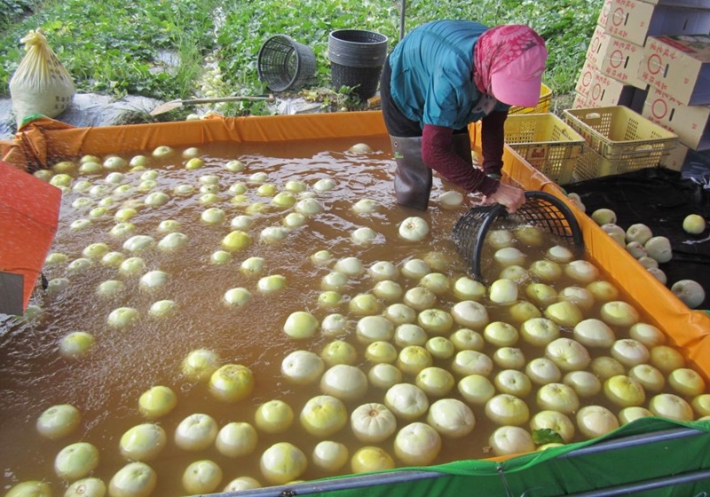 香瓜怎么挑選與保存 香瓜怎么挑選與保存