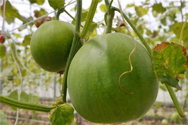 香瓜怎么挑選與保存 香瓜怎么挑選與保存