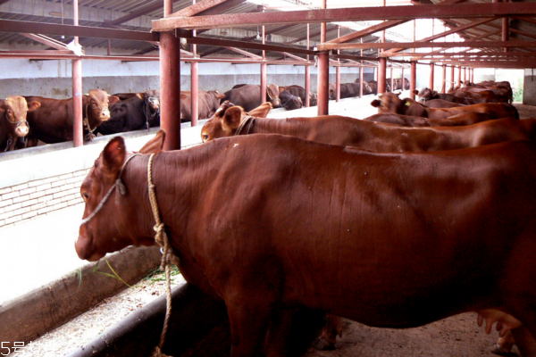 牛鞭是壯陽的嗎 主要是補腎 牛鞭是壯陽的嗎 主要是補腎