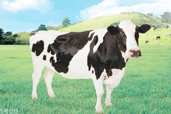 牛鞭能生吃嗎 肯定是不能的 牛鞭能生吃嗎 肯定是不能的