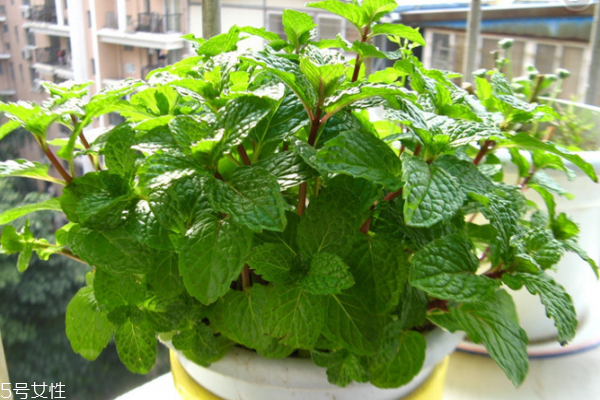 薄荷能除甲醛嗎 沒這個功能 薄荷能除甲醛嗎 沒這個功能
