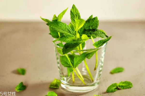 薄荷能除甲醛嗎 沒這個功能 薄荷能除甲醛嗎 沒這個功能