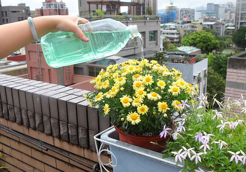 瑪格麗特花怎么種養(yǎng) 少女花瑪格麗特