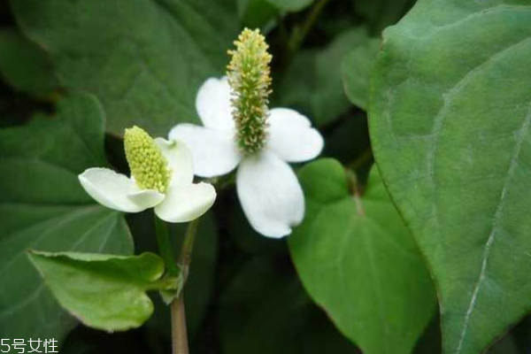 魚(yú)腥草能治皮膚病嗎 有的能治 魚(yú)腥草能治皮膚病嗎 有的能治
