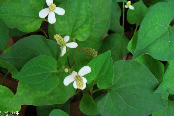 魚(yú)腥草能治皮膚病嗎 有的能治 魚(yú)腥草能治皮膚病嗎 有的能治