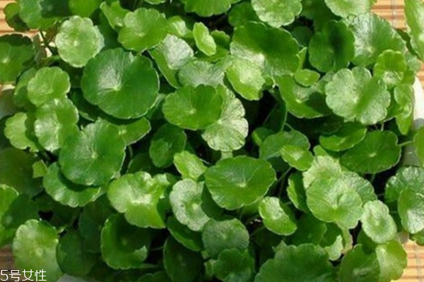 金錢(qián)草是銅錢(qián)草嗎 它們有區(qū)別