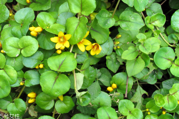 金錢(qián)草是銅錢(qián)草嗎 它們有區(qū)別 金錢(qián)草是銅錢(qián)草嗎 它們有區(qū)別