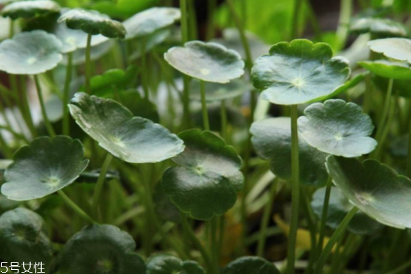 金錢(qián)草是銅錢(qián)草嗎 它們有區(qū)別 金錢(qián)草是銅錢(qián)草嗎 它們有區(qū)別