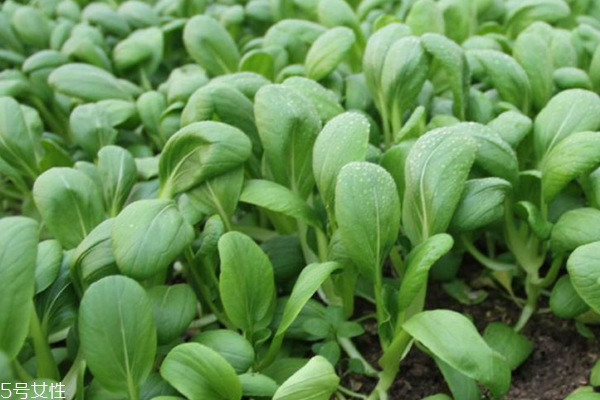 小白菜能生吃嗎 可以這樣吃 小白菜能生吃嗎 可以這樣吃