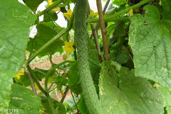 黃瓜可以去眼袋嗎 看是什么類型 黃瓜可以去眼袋嗎 看是什么類型