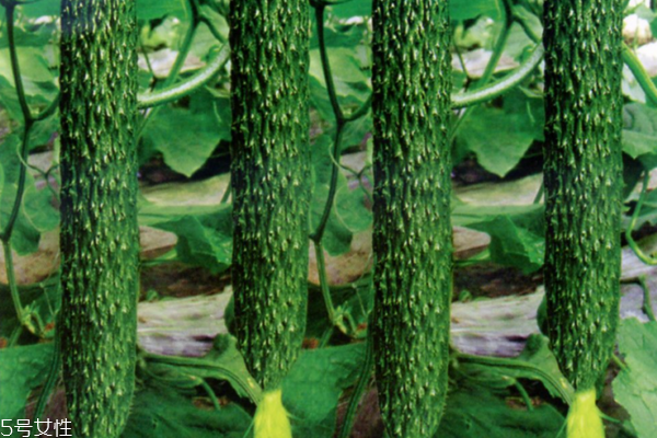 黃瓜為什么會(huì)苦 三個(gè)原因?qū)е? alt=