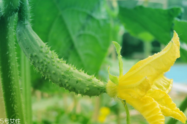 黃瓜為什么會(huì)苦 三個(gè)原因?qū)е? alt=