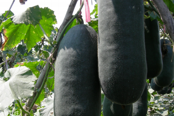 冬瓜為什么叫冬瓜 讓你意想不到的原因 冬瓜為什么叫冬瓜 讓你意想不到的原因