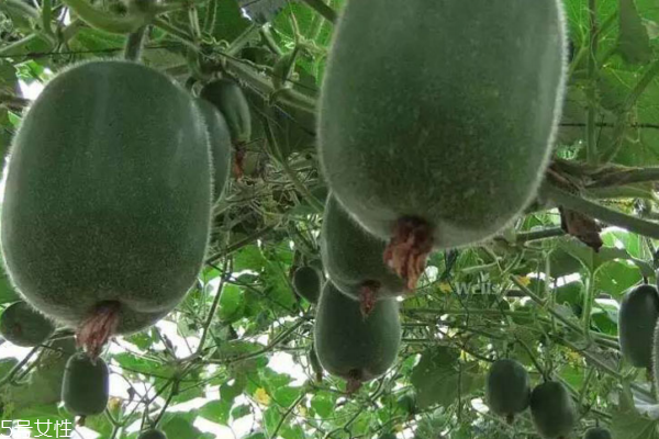 冬瓜為什么利尿 看完你就知道了 冬瓜為什么利尿 看完你就知道了