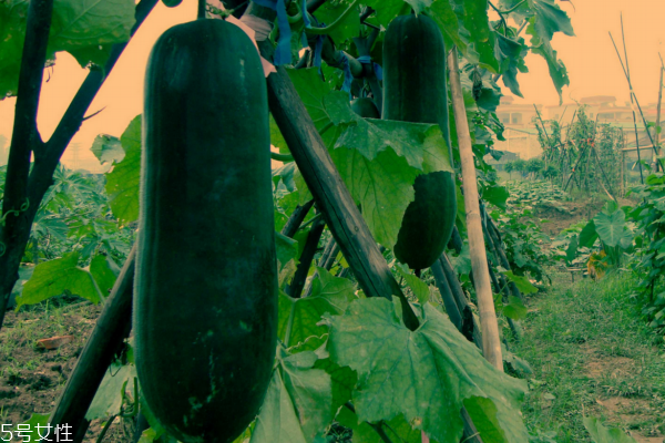 冬瓜為什么能減肥 看完你就明白了 冬瓜為什么能減肥 看完你就明白了