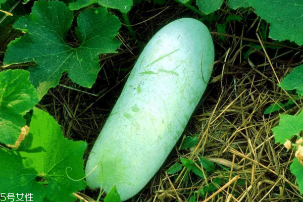 冬瓜為什么能減肥 看完你就明白了 冬瓜為什么能減肥 看完你就明白了