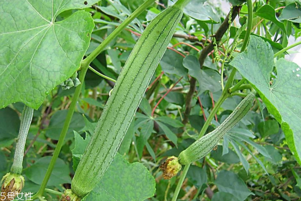 絲瓜為什么會苦 原因有三 絲瓜為什么會苦 原因有三