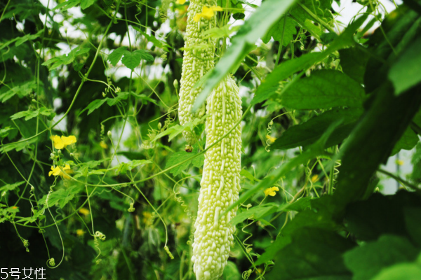 苦瓜為什么會(huì)變黃 苦瓜熟了 苦瓜為什么會(huì)變黃 苦瓜熟了
