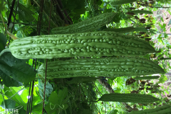 苦瓜有毒嗎 毒性很小 苦瓜有毒嗎 毒性很小