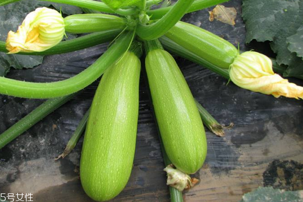 西葫蘆為什么發(fā)苦 有兩個原因 西葫蘆為什么發(fā)苦 有兩個原因