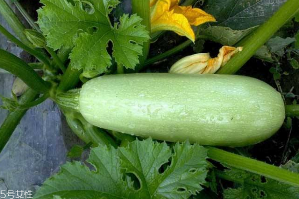 西葫蘆孕婦能吃嗎 吃了有好處 西葫蘆孕婦能吃嗎 吃了有好處