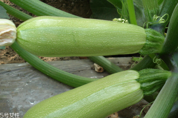 西葫蘆孕婦能吃嗎 吃了有好處 西葫蘆孕婦能吃嗎 吃了有好處