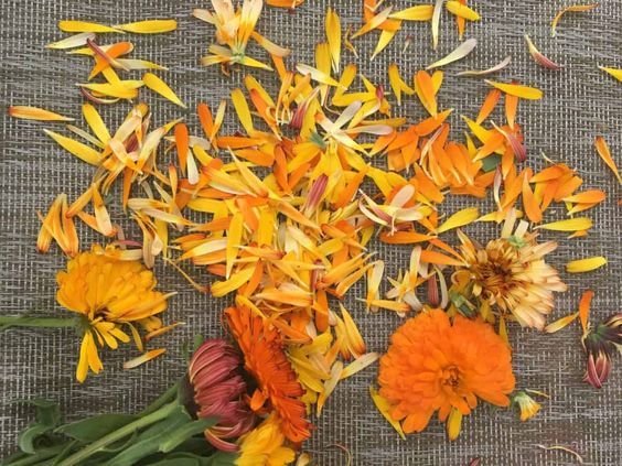 金盞花護膚品自制教程 3樣diy金盞花護膚品 金盞花護膚品自制教程 3樣diy金盞花護膚品