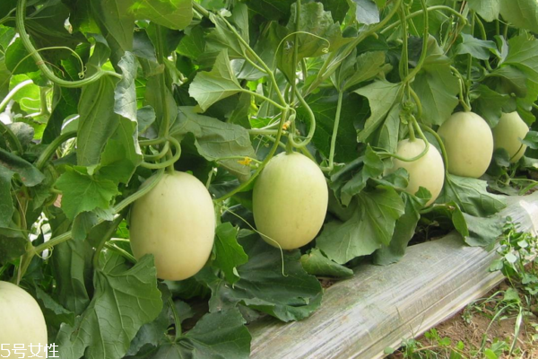 香瓜為什么會(huì)苦 4個(gè)原因?qū)е? alt=