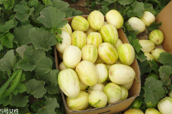 香瓜為什么不甜 是你沒挑好 香瓜為什么不甜 是你沒挑好