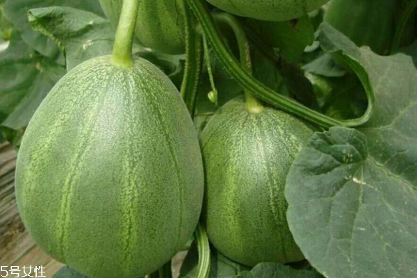 香瓜為什么會爛 是這個原因 香瓜為什么會爛 是這個原因