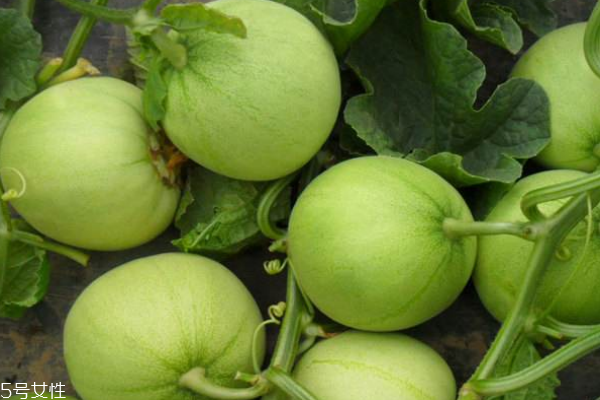 香瓜切開后能放多久 最好當天吃完 香瓜切開后能放多久 最好當天吃完