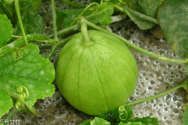 香瓜飯前吃還是飯后吃 這個(gè)有講究 香瓜飯前吃還是飯后吃 這個(gè)有講究