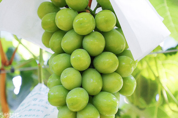 葡萄為什么沒(méi)有籽 品種的原因