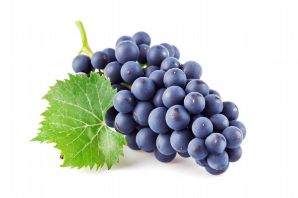 葡萄為什么要套袋 因?yàn)楹锰幎喽? alt=