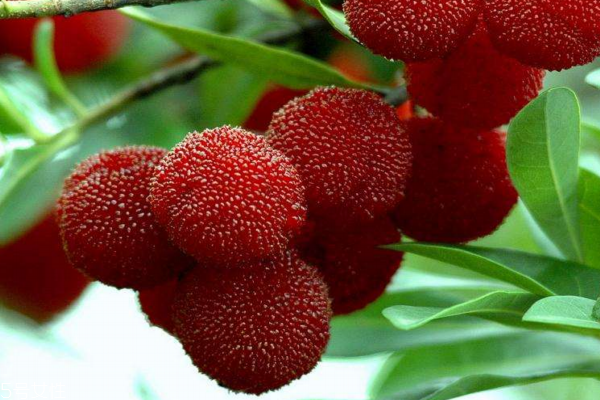 楊梅為什么會有蟲子 原來是這樣 楊梅為什么會有蟲子 原來是這樣