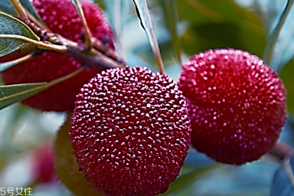 楊梅泡酒能放多長時(shí)間 喝它一定要看 楊梅泡酒能放多長時(shí)間 喝它一定要看