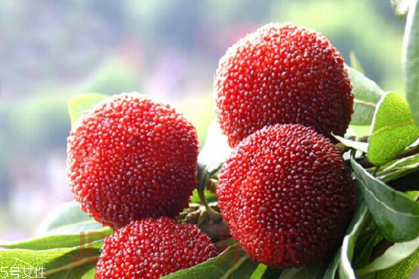 楊梅可以開胃嗎 可以但要注意這些 楊梅可以開胃嗎 可以但要注意這些