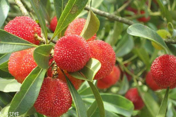 楊梅可以開胃嗎 可以但要注意這些 楊梅可以開胃嗎 可以但要注意這些