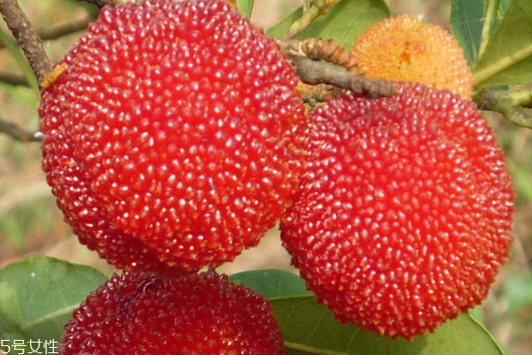 楊梅可以開胃嗎 可以但要注意這些 楊梅可以開胃嗎 可以但要注意這些