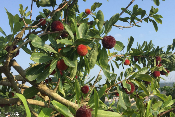 楊梅可以煮了吃嗎 煮著吃更精致 楊梅可以煮了吃嗎 煮著吃更精致