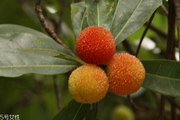 楊梅可以煮了吃嗎 煮著吃更精致 楊梅可以煮了吃嗎 煮著吃更精致