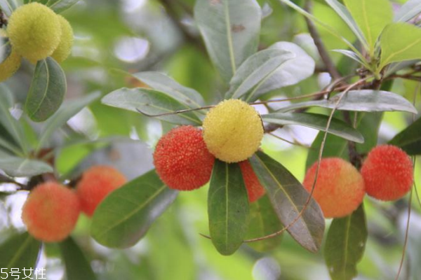 楊梅可以煮了吃嗎 煮著吃更精致 楊梅可以煮了吃嗎 煮著吃更精致