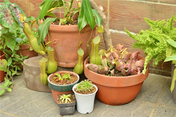食蟲植物有哪些 食蟲植物哪些最好養(yǎng) 食蟲植物有哪些 食蟲植物哪些最好養(yǎng)