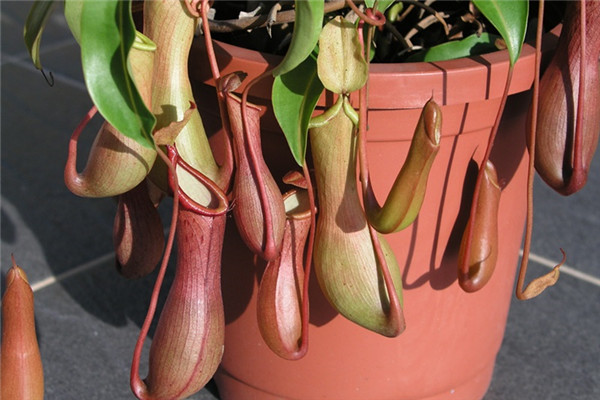 食蟲植物有哪些 食蟲植物哪些最好養(yǎng) 食蟲植物有哪些 食蟲植物哪些最好養(yǎng)